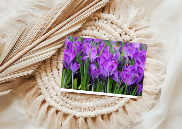 Crocus Flowers Greeting Card photo by Maresa Sinclair