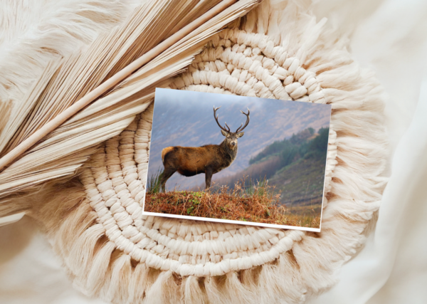 Guardian of the Glen Card, beautiful photography by Ballachulish photographer Maresa Sinclair. This photo was taking in Glen Etive, Scotland, on a misty moody day.