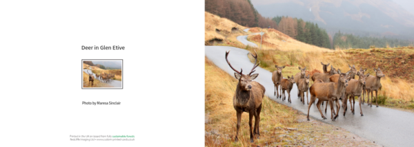 A beautiful stag and his ladies, beautiful photography by Ballachulish photographer Maresa Sinclair. This photo was taken in Glen Etive, Scotland.