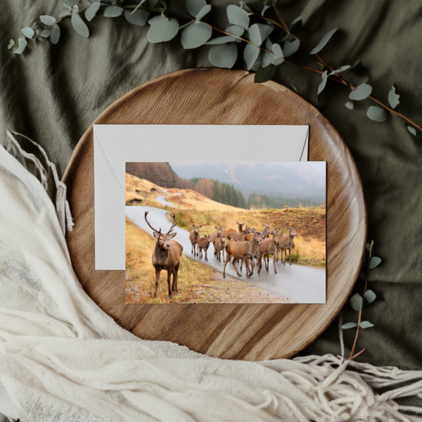 A beautiful stag and his ladies, beautiful photography by Ballachulish photographer Maresa Sinclair. This photo was taken in Glen Etive, Scotland.