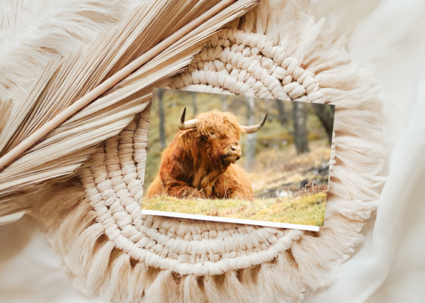 Highland Cow Greeting Card 5" x 7" inch photo by Maresa Sinclair