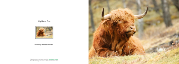 Highland Cow Greeting Card 5" x 7" inch photo by Maresa Sinclair