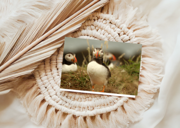 Puffin Greeting Card 7" x 5" Photograph by Maresa Sinclair