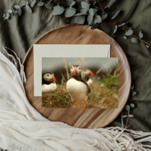 Puffin Greeting Card 7" x 5" Photograph by Maresa Sinclair