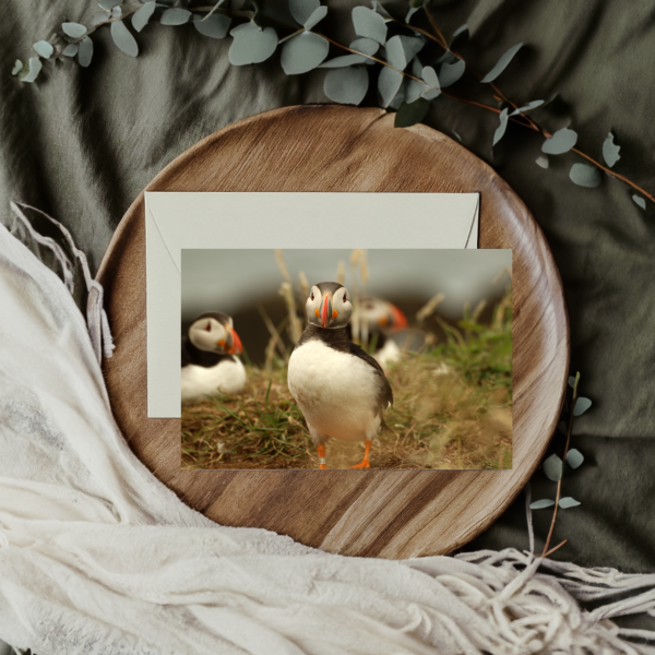 Atlantic Puffin Greeting Card